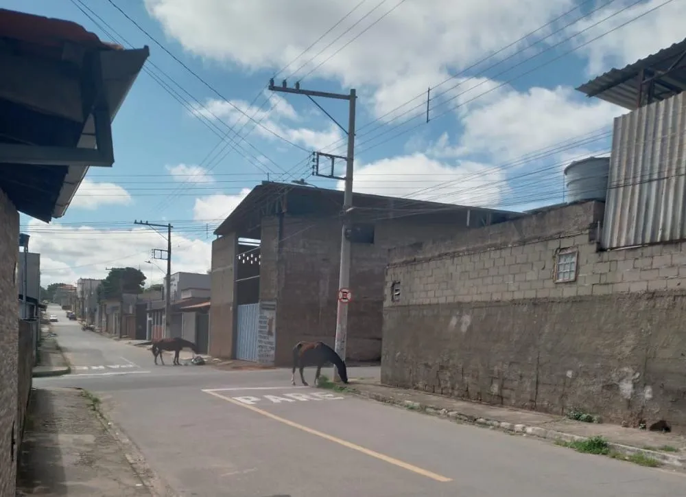 Animais soltos nas ruas expõem problema de gestão em Lavras